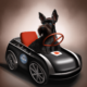 emi the giant schnauzer drives a porsche